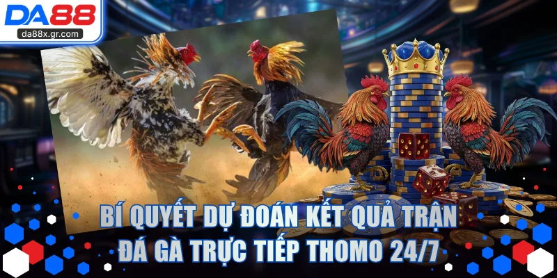 Bí quyết dự đoán kết quả trận đá gà trực tiếp Thomo 24/7