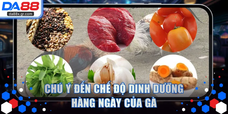 Chú ý đến chế độ dinh dưỡng hàng ngày của gà