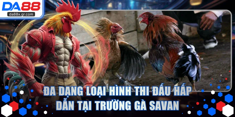 Đa dạng loại hình thi đấu hấp dẫn tại trường gà SAVAN