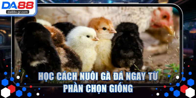 Học cách nuôi gà đá ngay từ phần chọn giống