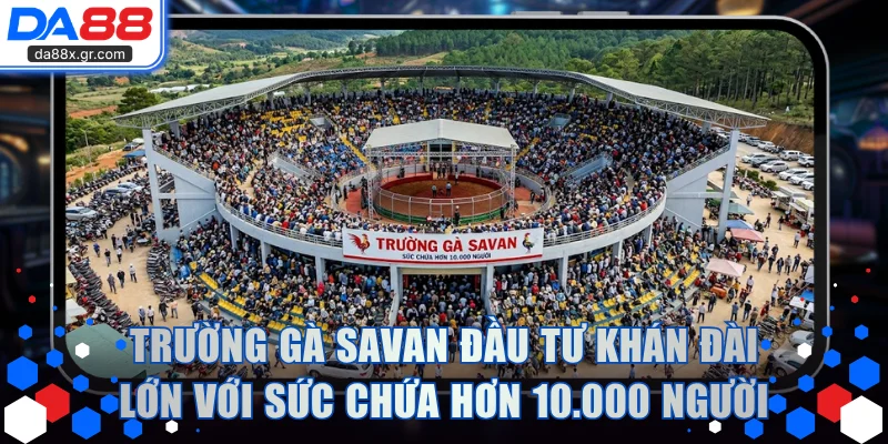 Trường gà SAVAN đầu tư khán đài lớn với sức chứa hơn 10.000 người