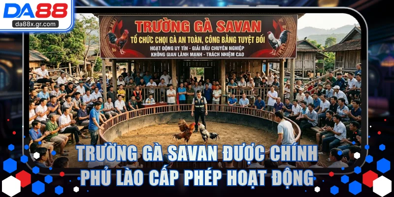 Trường gà SAVAN được chính phủ Lào cấp phép hoạt động